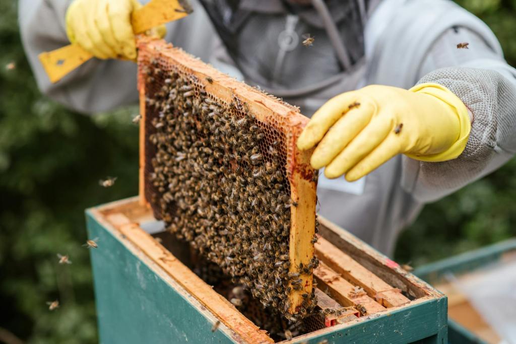 Honey Prices Have Been Rising